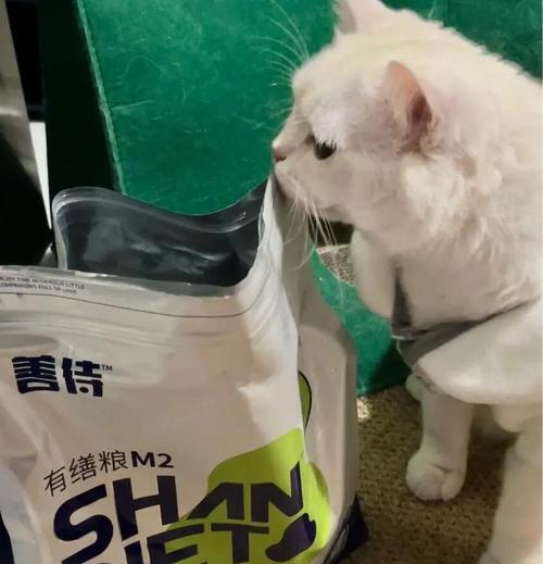 狗吃猫粮猫咪护着主人怎么回事？猫狗共养需要注意什么？