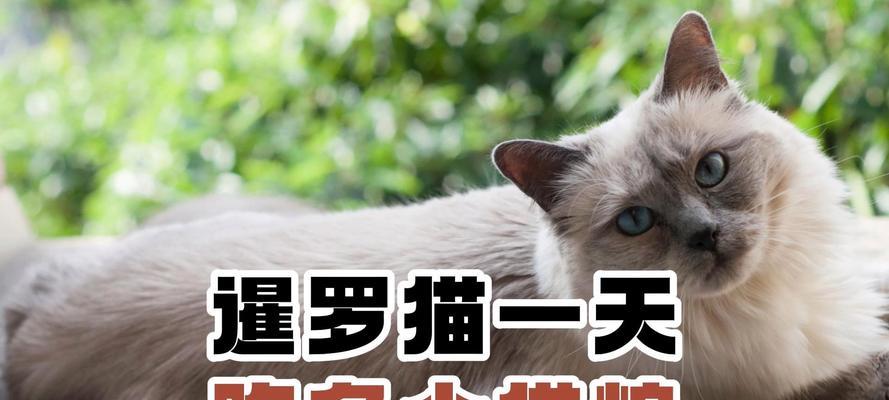 狗吃猫粮猫咪护着主人怎么回事？猫狗共养需要注意什么？