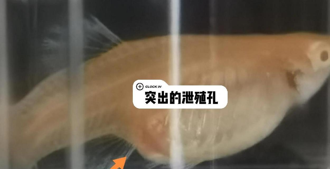 7天大的孔雀鱼苗有何特征？如何照料？