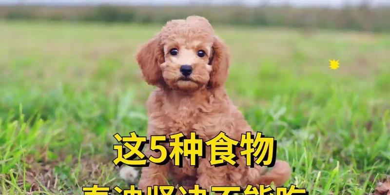 三个月大的泰迪犬每天应该吃多少食物？