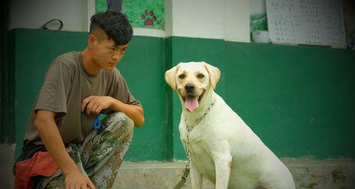 上海训犬柴犬多少钱一只？训犬服务有哪些？