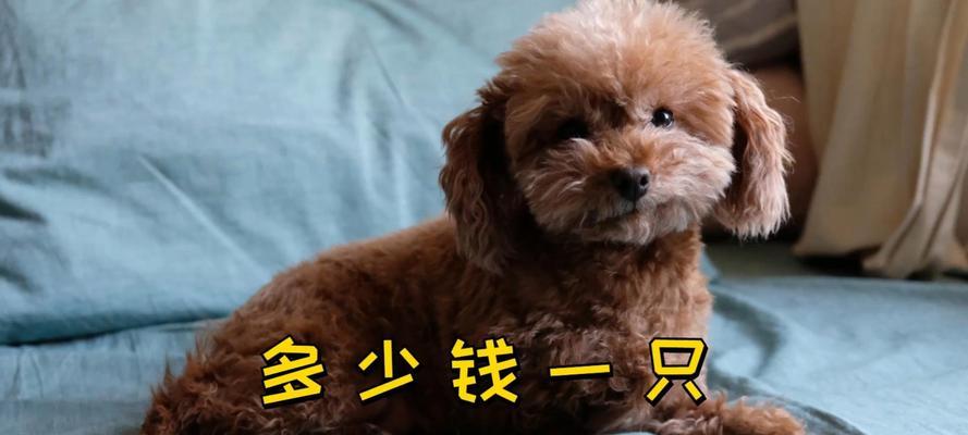 泰迪公犬拍片需要多少钱？