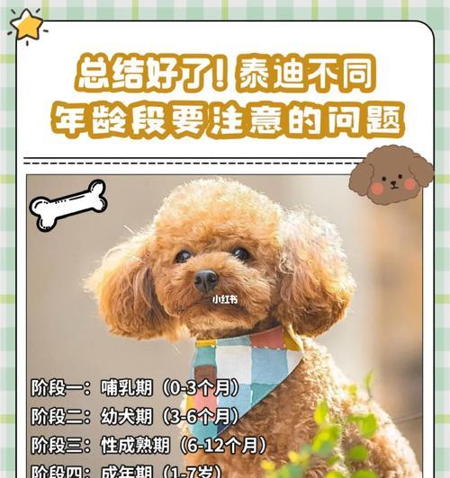 白泰迪犬的市场价格是多少？购买时应注意什么？