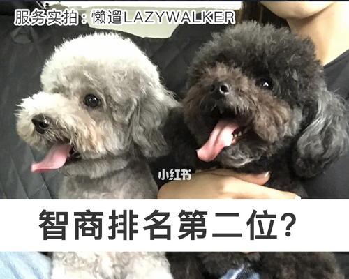 白泰迪犬的市场价格是多少？购买时应注意什么？