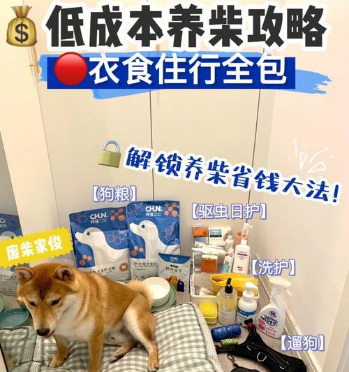 一只沙雕小柴犬多少钱？沙雕小柴犬的市场价值如何？