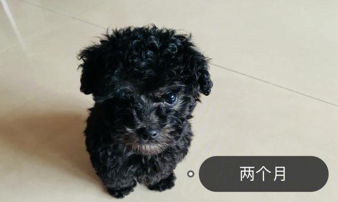 一只泰迪犬从出生到成年需要多少天？成长过程中需要注意什么？