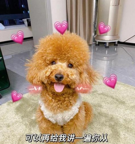 一只泰迪犬从出生到成年需要多少天？成长过程中需要注意什么？