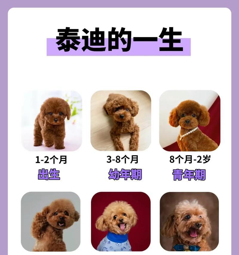 泰迪犬的平均寿命是多久？