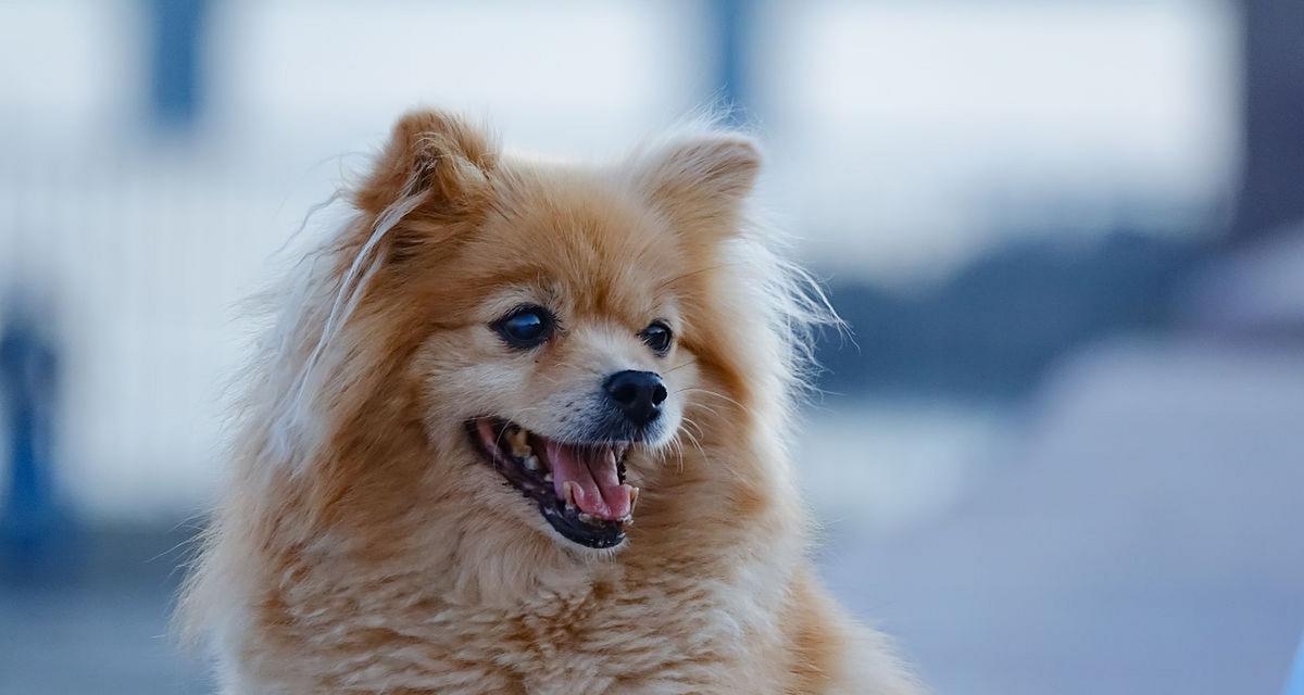 哪些小型短毛犬品种有小耳朵？它们的特点是什么？