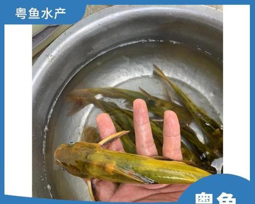 鱼苗的最佳食料是什么？怎样喂食更营养？