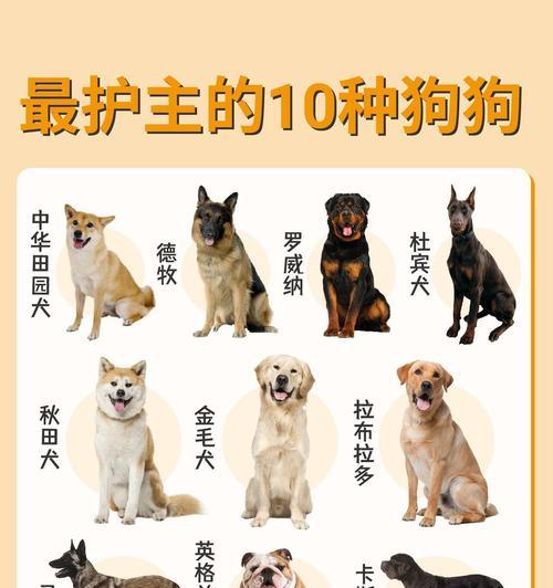 中大型犬饰品有哪些品种？如何为中大型犬选择合适的饰品？