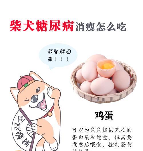 十二斤柴犬每餐应喂多少食物？如何制定合适的饮食计划？