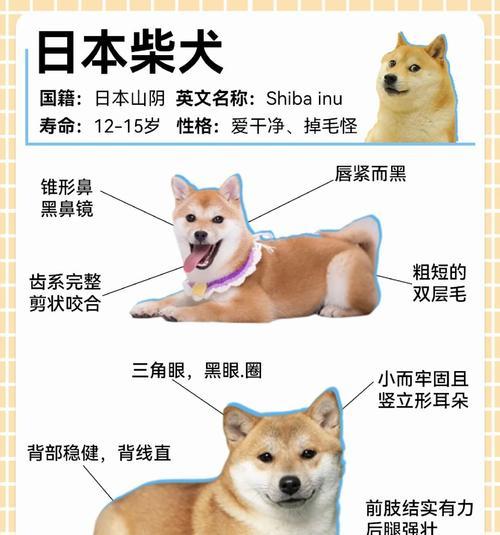 空运柴犬的费用高吗？现在空运一只柴犬需要多少钱？