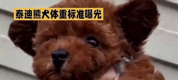 泰迪犬14斤体重相当于人类多少体重？