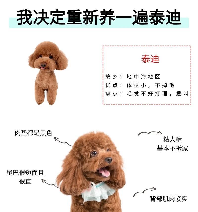 泰迪犬怀孕期间能否接种疫苗？费用大概是多少？