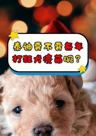 泰迪犬怀孕期间能否接种疫苗？费用大概是多少？