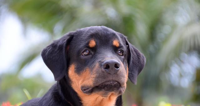 哪些大型犬适合在城市家庭中饲养？它们的特点是什么？