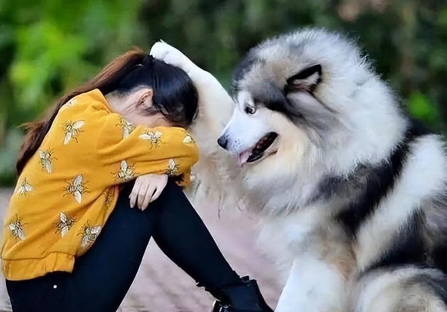 哪些大型犬适合在城市家庭中饲养？它们的特点是什么？