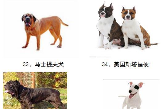 养狗适合养哪些大型犬？这些大型犬的特点是什么？