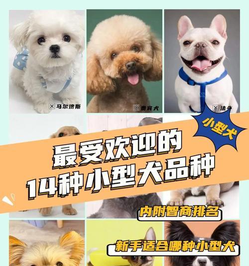 泰迪犬和巴哥犬的智商排名是多少？各自的特性是什么？