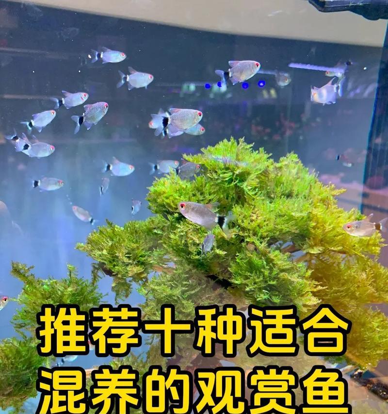 虎皮为什么要生小鱼苗才能繁殖？繁殖过程中的注意事项是什么？