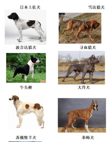 男士适合养哪些小型犬？这些犬种都有哪些特点？