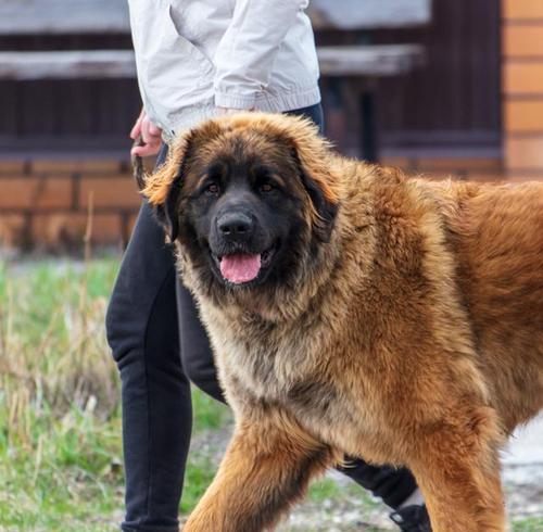 大型犬品种国外有哪些？哪些品种适合家庭饲养？