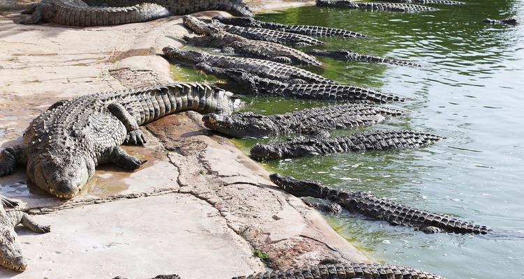 鳄鱼苗放入水库会死亡吗？原因是什么？