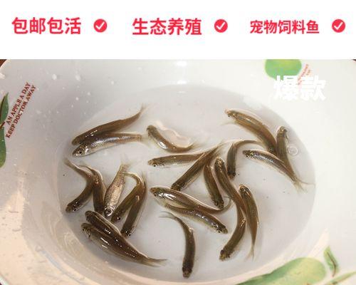 漂鱼苗快速生长需要什么饲料？如何正确喂食？