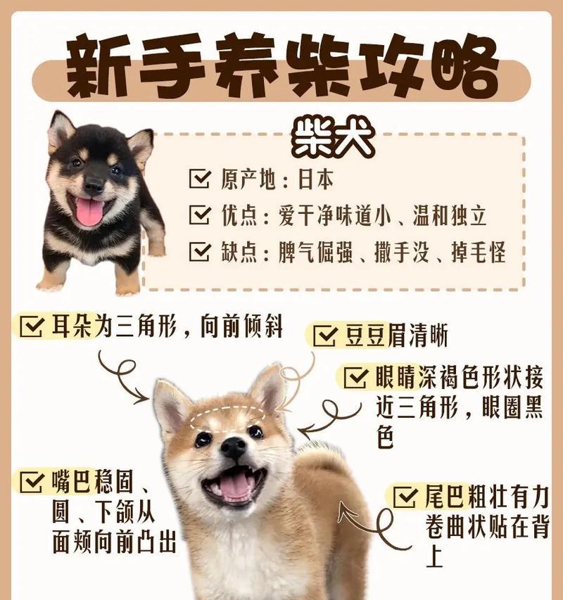 柴犬币1000等于多少个？柴犬币的价值如何评估？