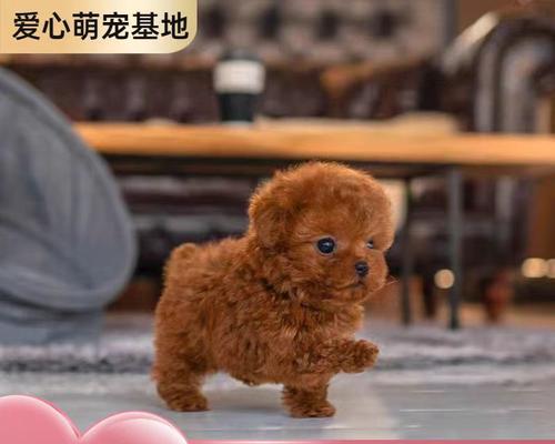 泰迪犬玩具的价格是多少？