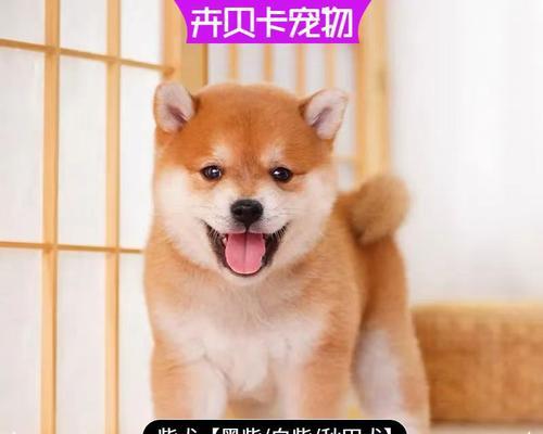 随州柴犬幼崽多少钱一只？购买时应注意什么？