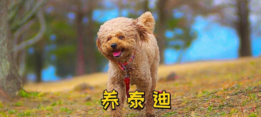 养泰迪犬的初期投资和维护费用是多少？