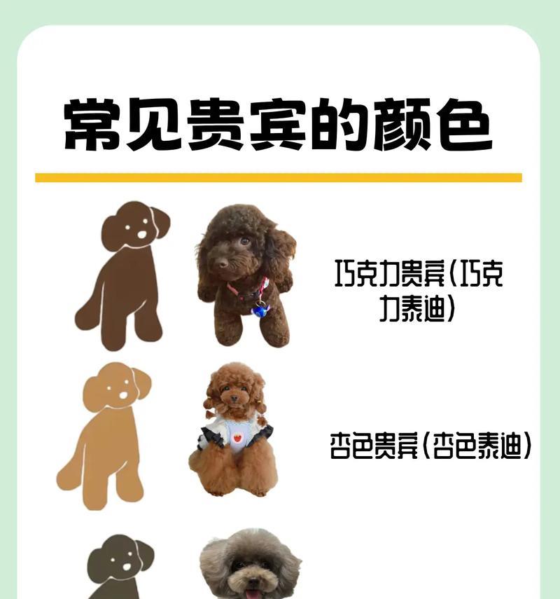 纯种泰迪犬的价格范围是多少？购买时应注意哪些事项？