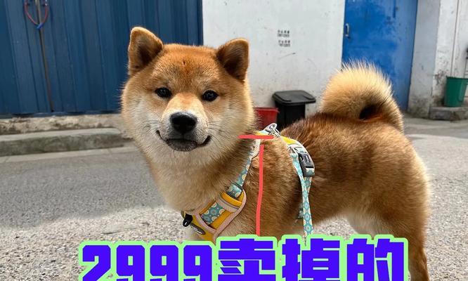 南京宠物店小柴犬多少钱一只？价格是多少？