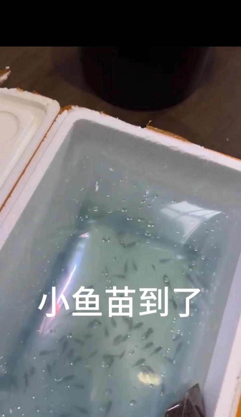 鱼苗适合使用哪种过滤器？如何选择更有利于养殖？