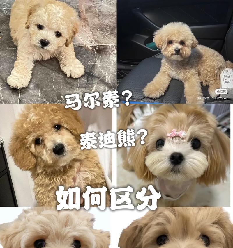 卖狗市场泰迪的价格是多少？如何辨别泰迪的健康状况？