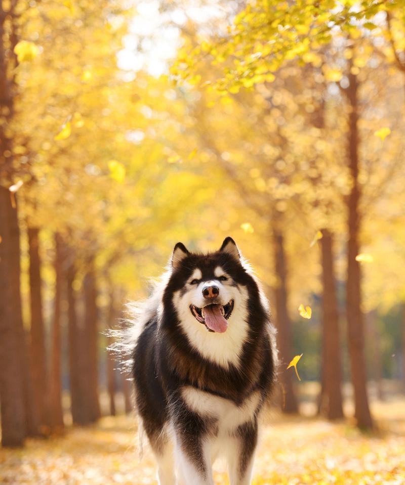 哪些大型犬种适合不伤人的家庭？