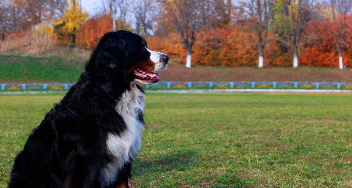 哪些大型犬的毛色光滑？毛色光滑的大型犬有哪些特点？