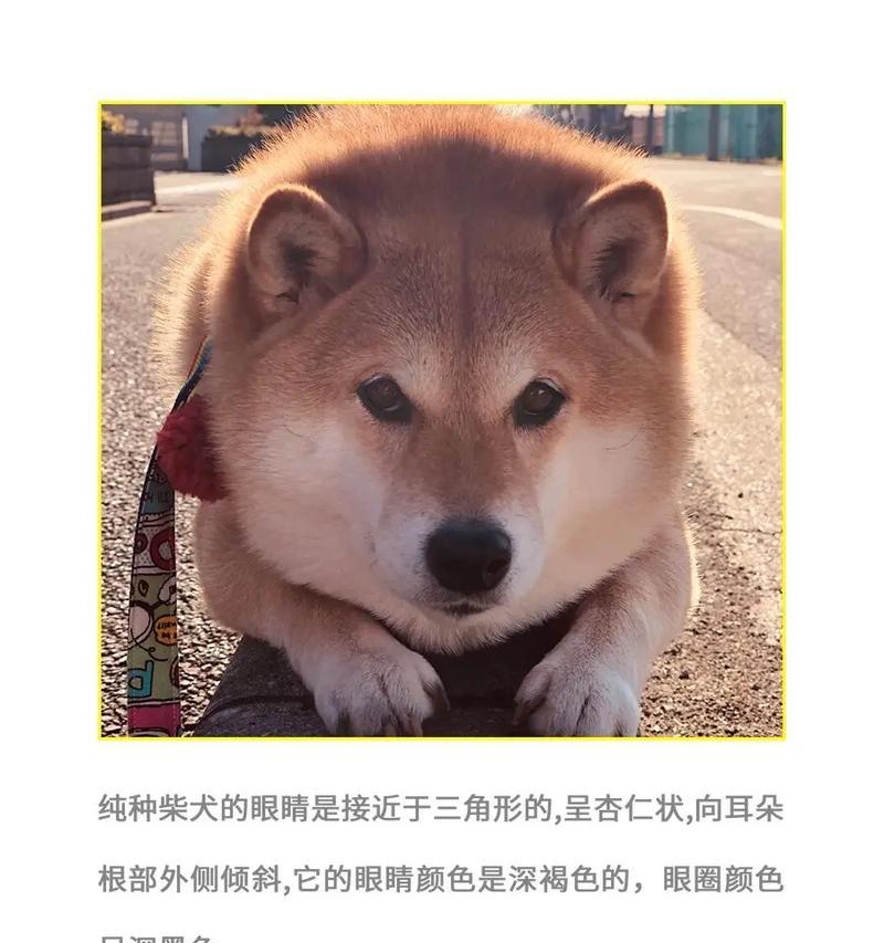 纯种柴犬市场价格是多少？如何辨别柴犬的纯种性？