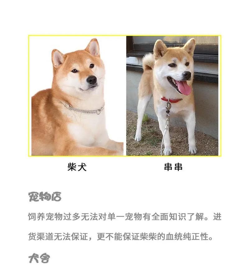 柯桥柴犬售价多少？现在哪里可以买到？