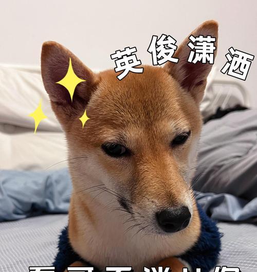 大柴犬的价格是多少元一只？