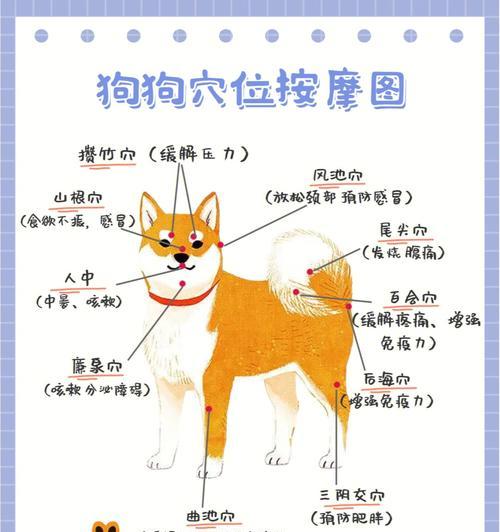 大型犬应激反应有哪些症状？如何帮助狗狗缓解压力？