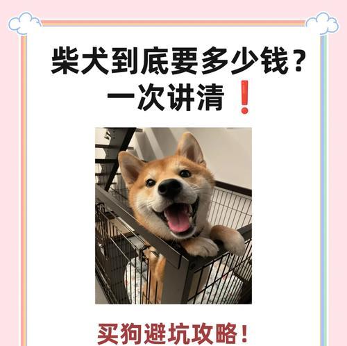 柴犬训练基地位于哪里？训练一只柴犬的费用是多少？