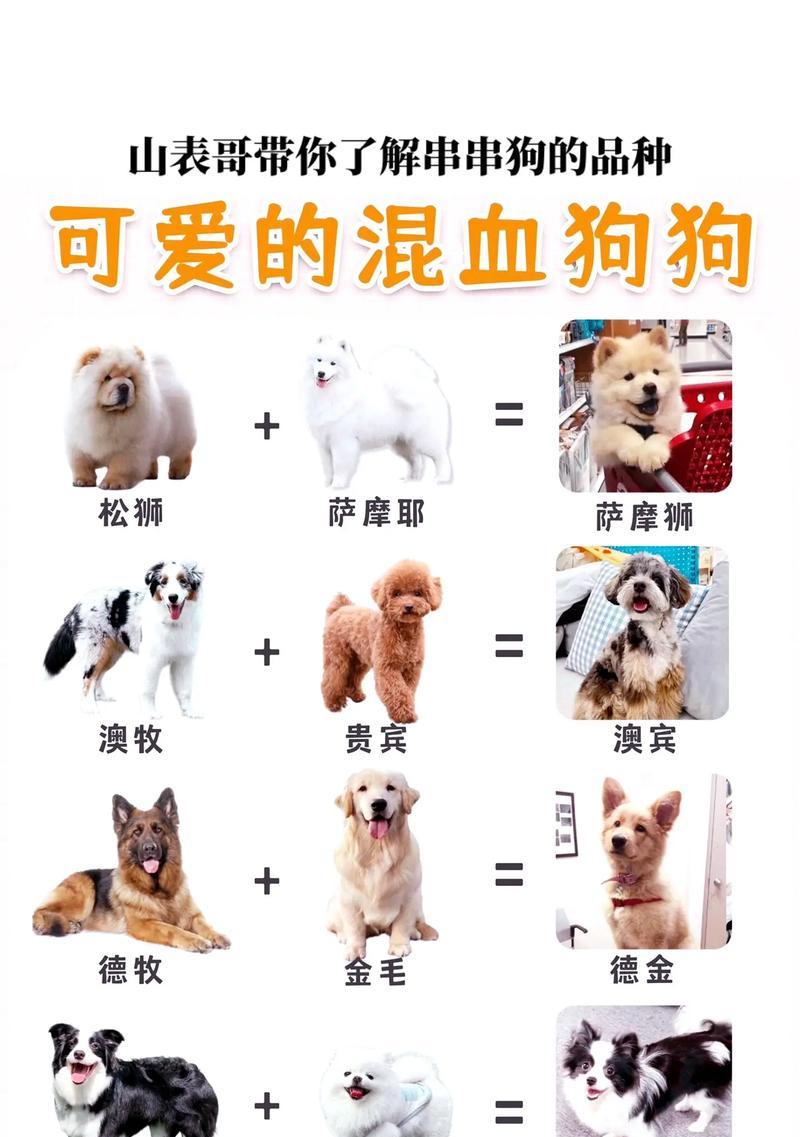 泰迪犬的平均寿命是多久？如何延长泰迪的寿命？