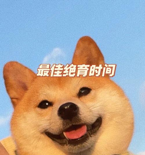 水花鱼苗吃什么？柴犬8个月做绝育吗多少钱？