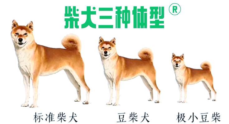 柴犬大白领养的费用是多少？