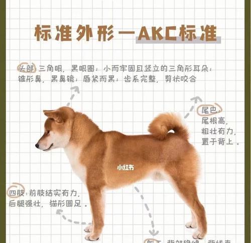 柴犬的正常存活率是多少？如何提高柴犬的存活率？