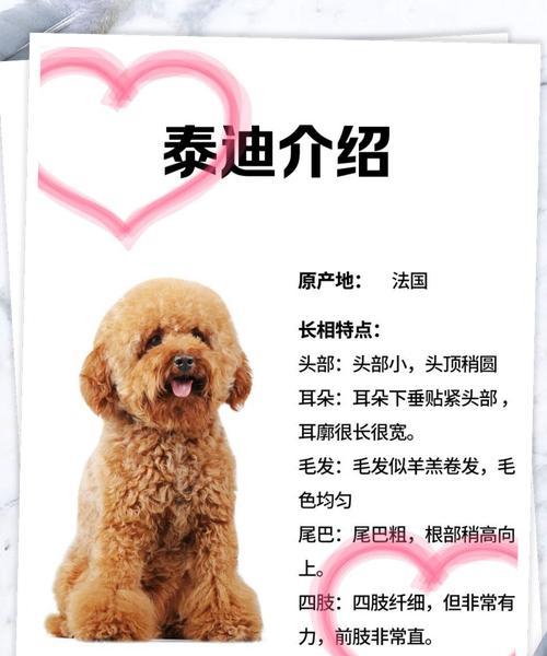 蔚县养泰迪狗多少钱一只？蔚县地区泰迪犬的售价是多少？