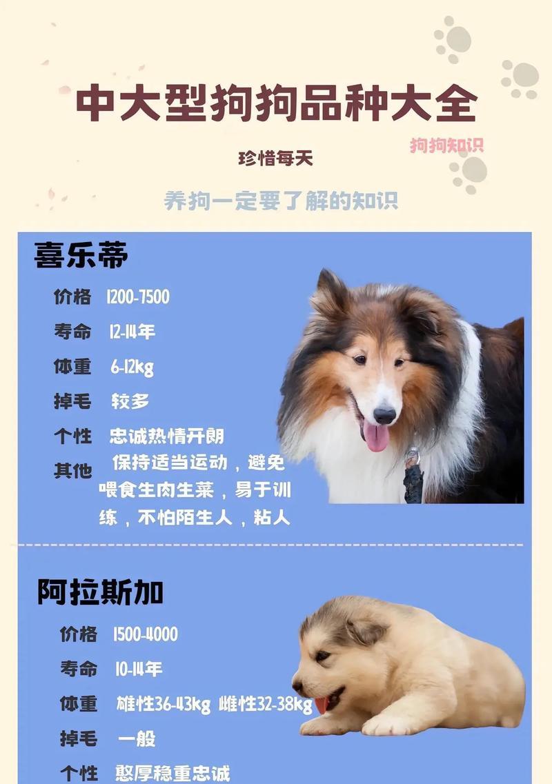 衢州宠物店有哪些大型犬出售？如何选择合适的大型犬？